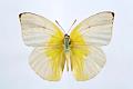 catopsilia pomona